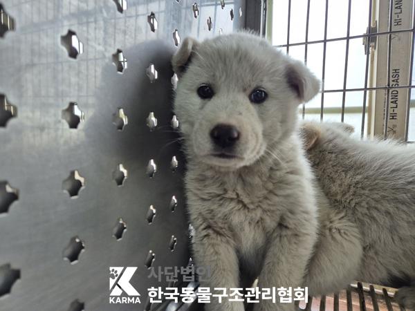 한국동물구조관리협회_441409202500549